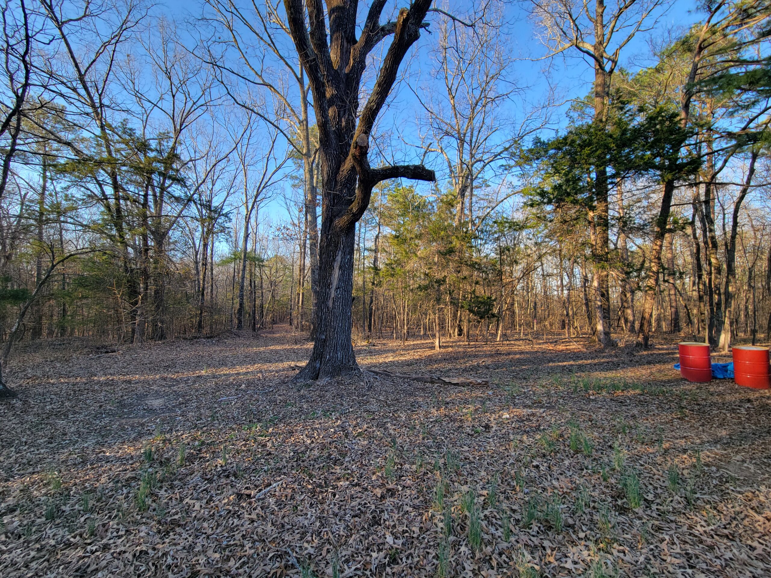 Before - Mulch