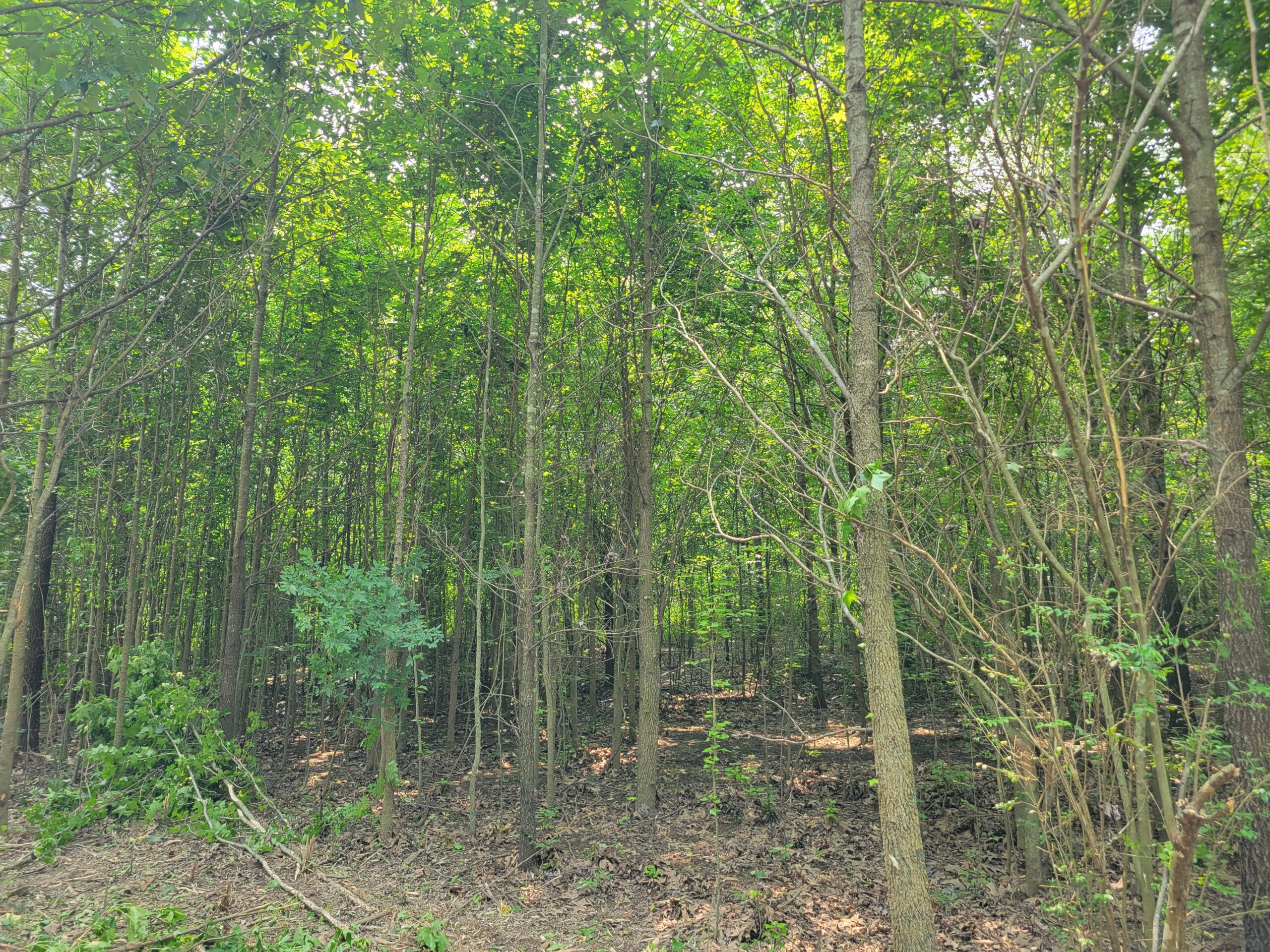 Trees - Before